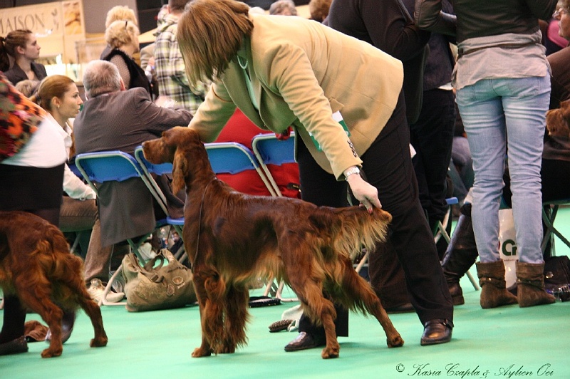 Crufts2011 874.jpg